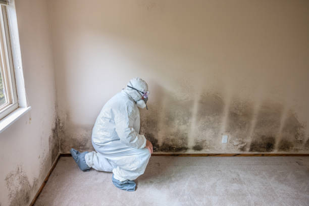 Mold Removal for HVAC Installations in County Center, VA